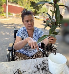 Пересадка растений как искусство:от стресса к процветанию.